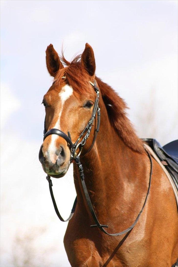 Dansk Varmblod La Donia billede 9