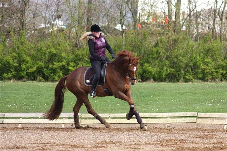 Dansk Varmblod La Donia billede 10