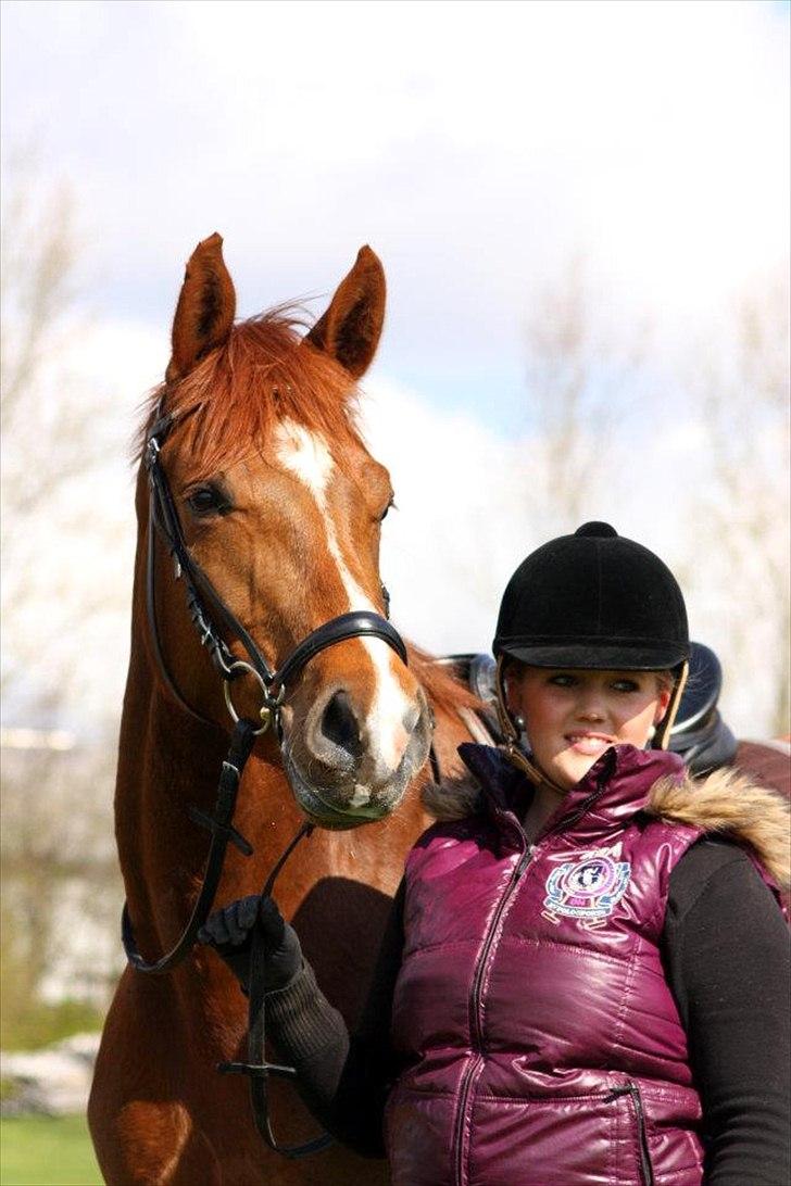 Dansk Varmblod La Donia billede 11