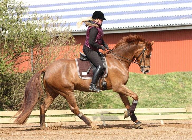 Dansk Varmblod La Donia billede 12