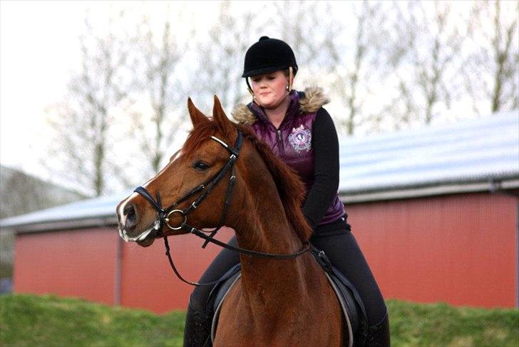 Dansk Varmblod La Donia billede 13