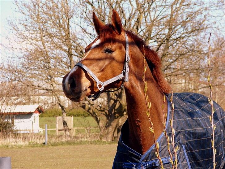 Dansk Varmblod La Donia billede 14