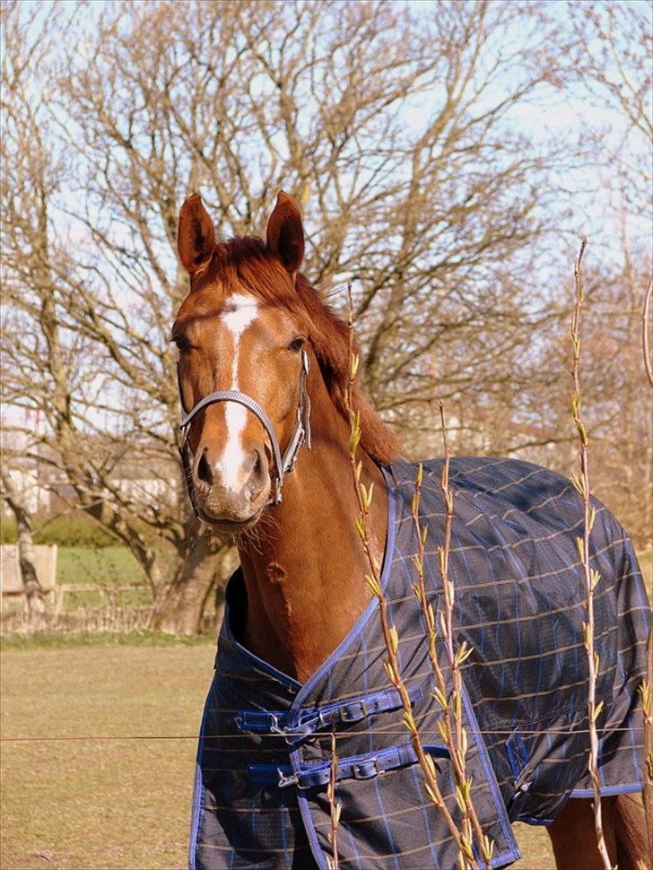 Dansk Varmblod La Donia billede 15