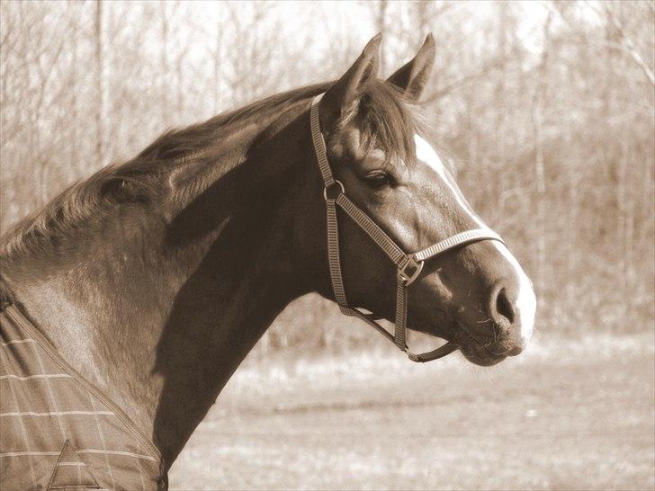 Dansk Varmblod La Donia billede 16