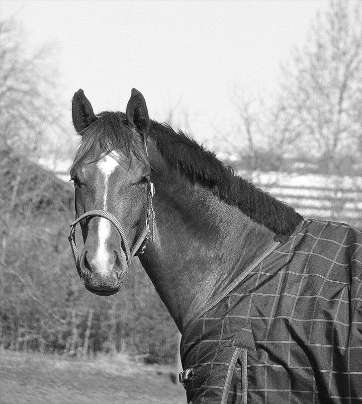 Dansk Varmblod La Donia billede 17