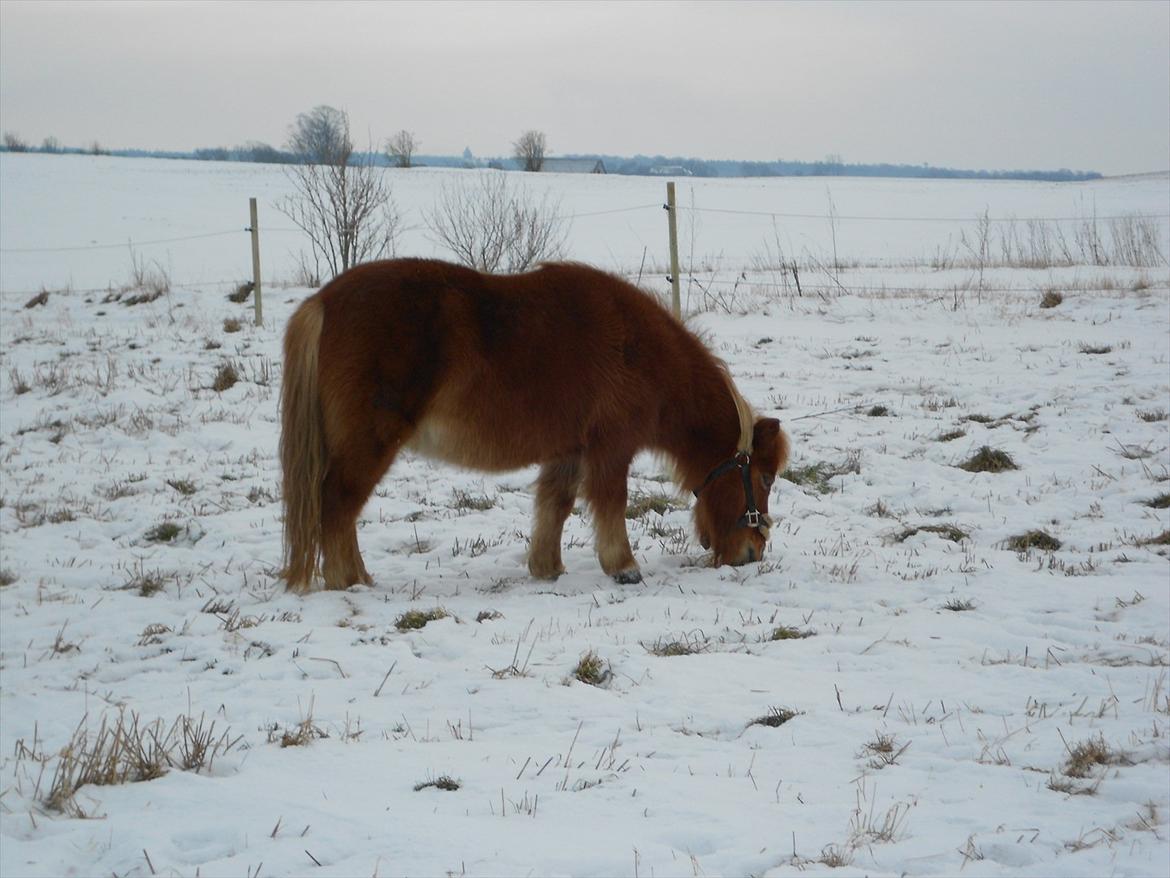 Shetlænder Flicka *Solgt - vinteren år 2012 <3 

 billede 13