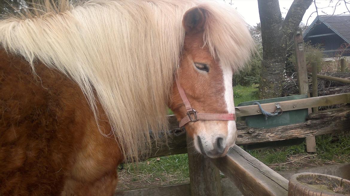 Islænder Blussi - Velkommen til Blussi's profil. billede 1