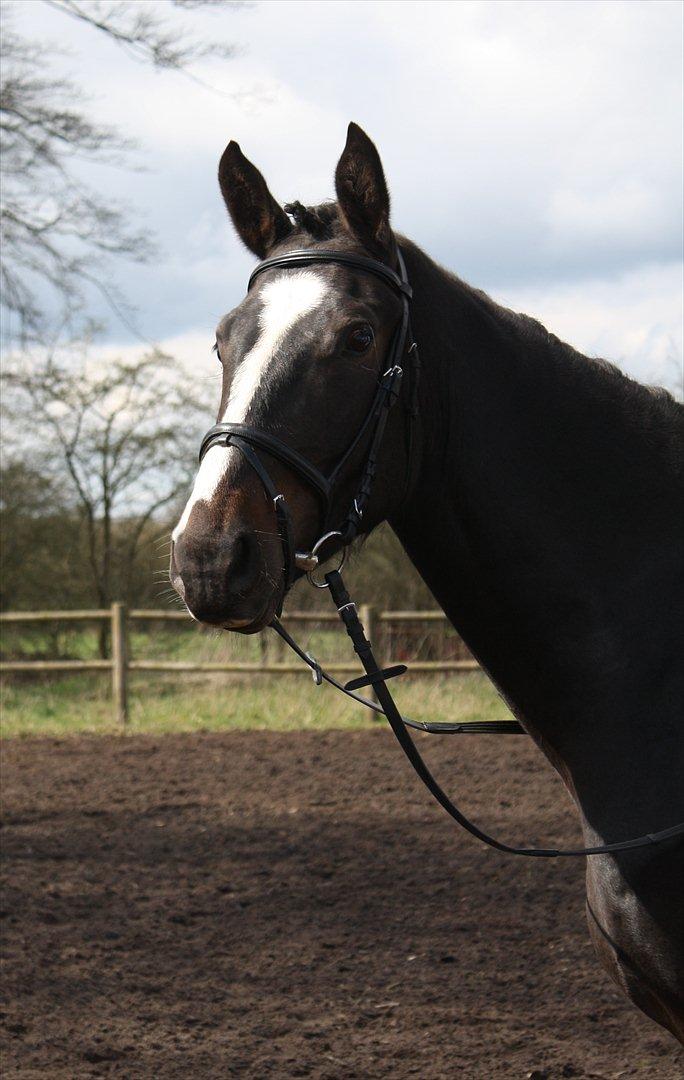 Oldenborg Rosenhavens Madok - velkommen til madok's profil! læg gerne en kommentar+bedømmelse? 
- jeg håber i nyder ham den smukke lige så meget som jeg gør! <3  billede 1