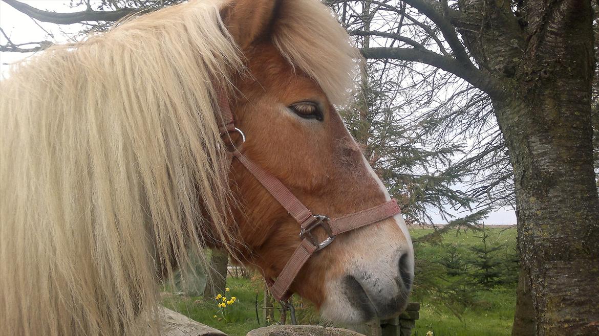 Islænder Blussi billede 2