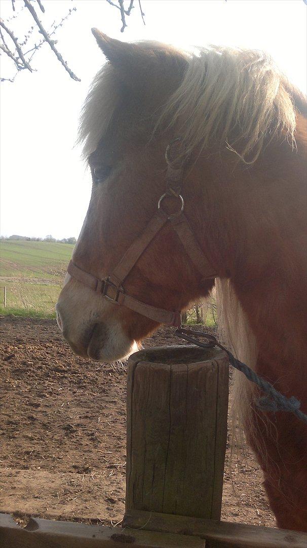 Islænder Blussi - Smuk, ja det er lige hvad du er. billede 3