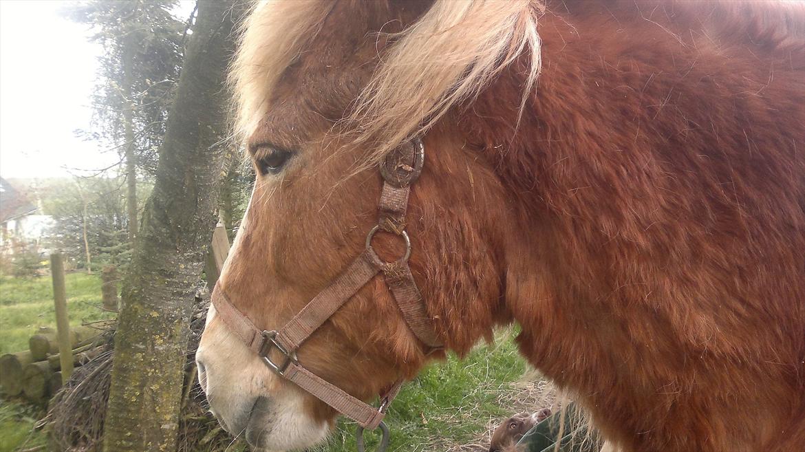 Islænder Blussi billede 4