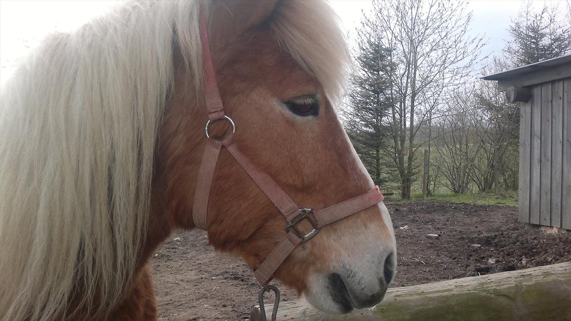 Islænder Blussi billede 5