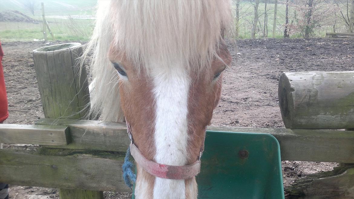 Islænder Blussi billede 6