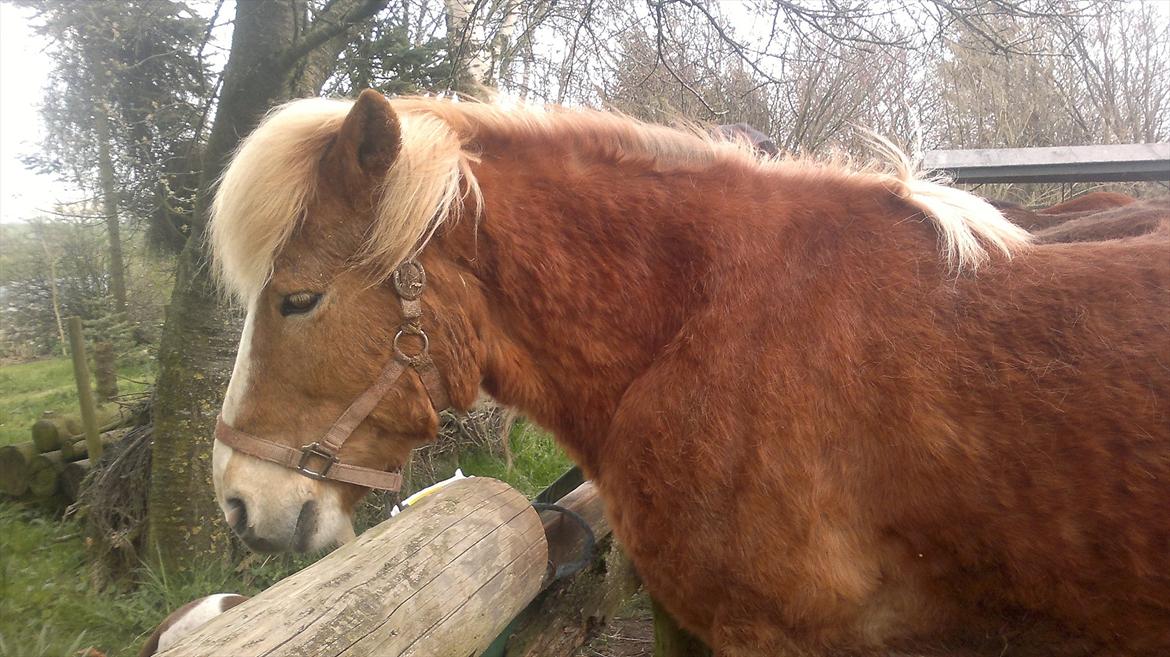 Islænder Blussi billede 7