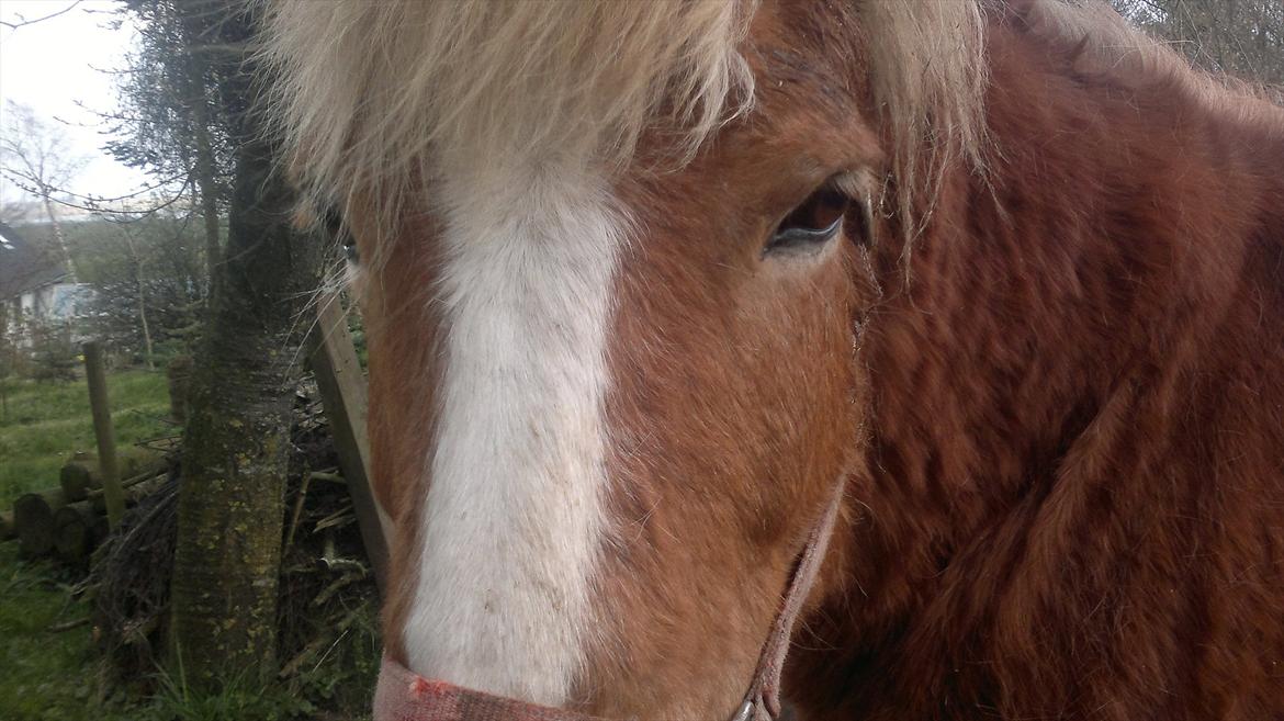 Islænder Blussi billede 8