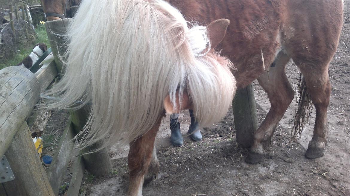 Islænder Blussi billede 9