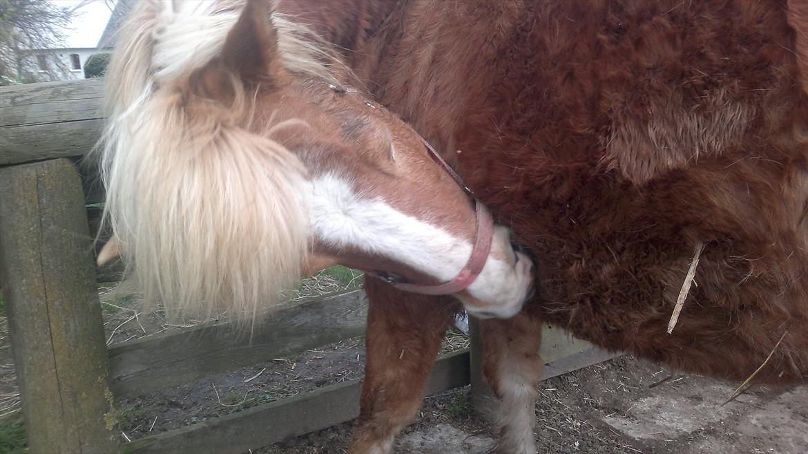 Islænder Blussi billede 10