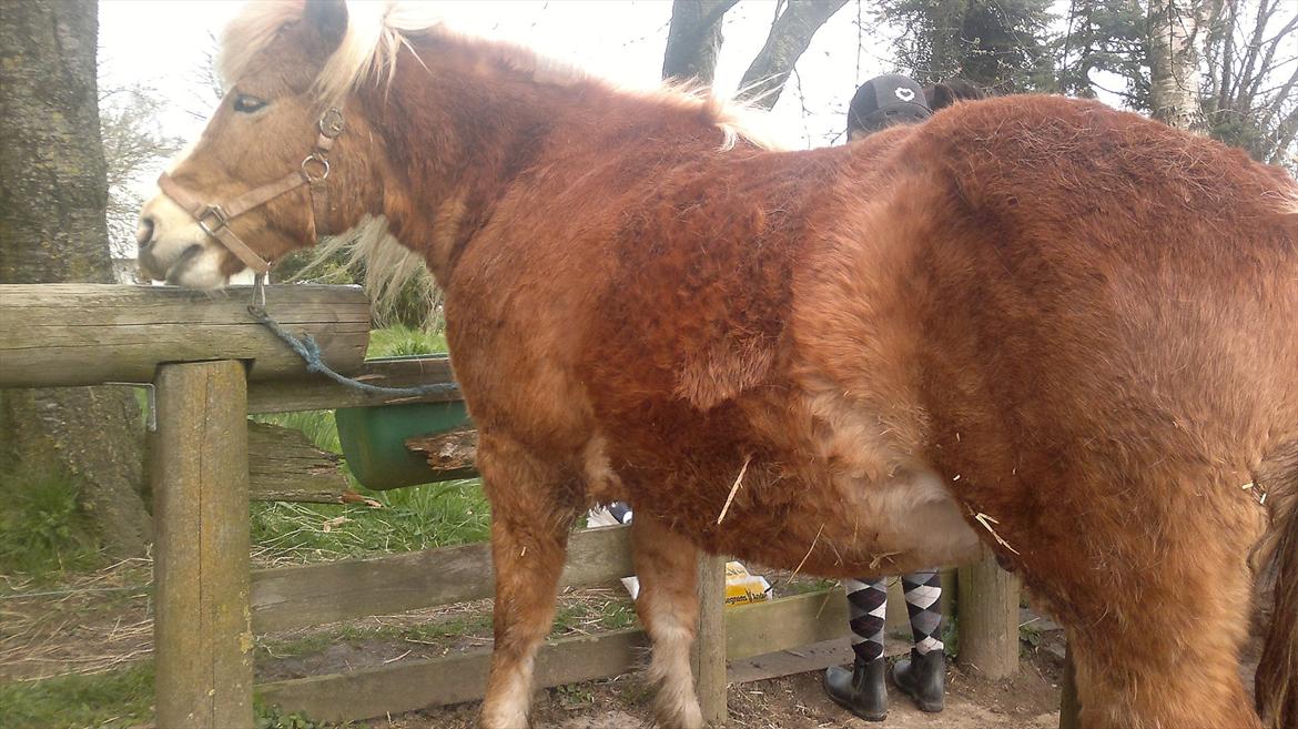 Islænder Blussi billede 11