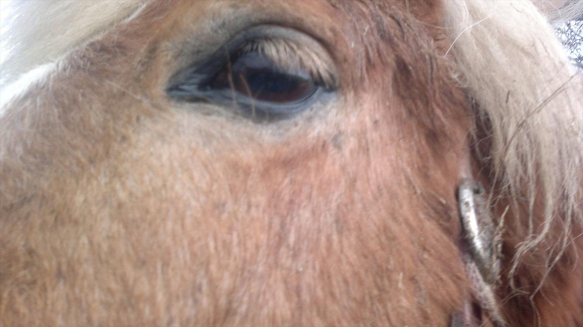 Islænder Blussi billede 12