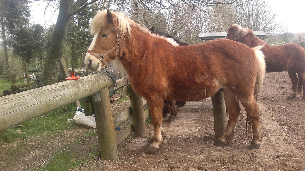 Islænder Blussi billede 13