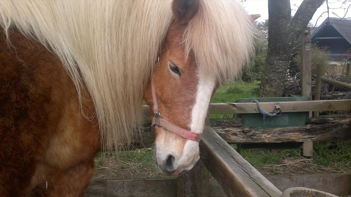 Islænder Blussi billede 14