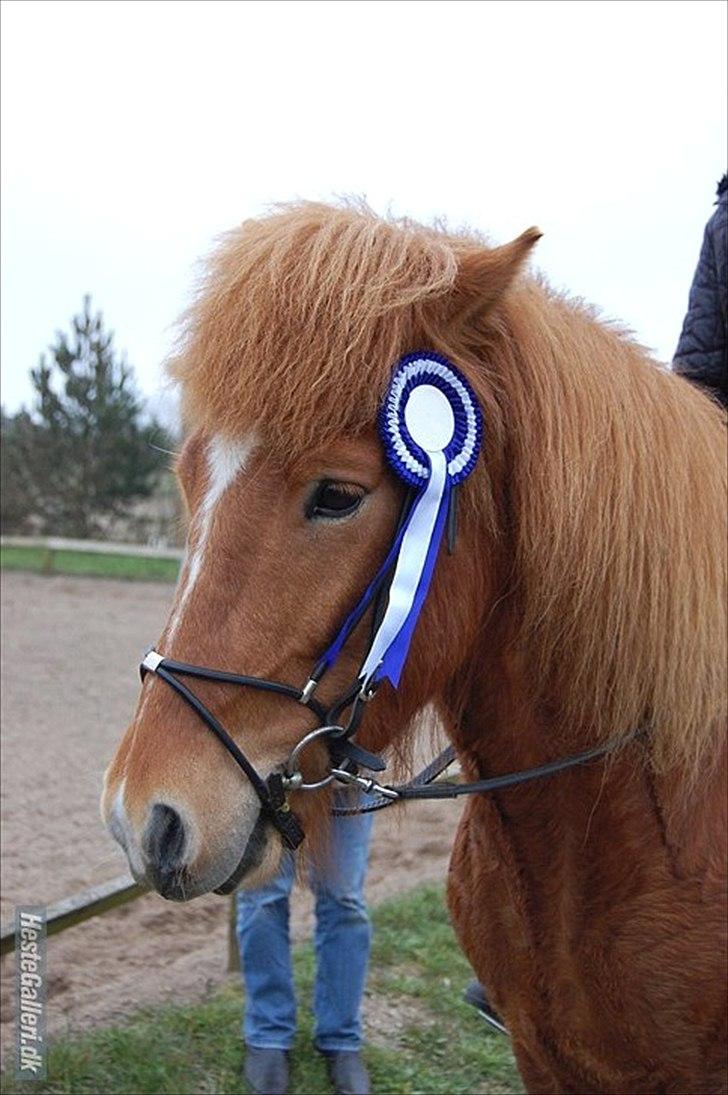 Islænder .:Gaski Fra Stokbro:. .:Perlen: *Mors* - 2 plads<333
22 april!*-:
Foto: Anna Kirstine Slot billede 11