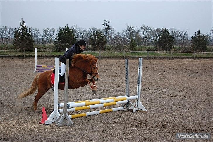 Islænder .:Gaski Fra Stokbro:. .:Perlen: *Mors* - 2 plads i LE!<333

Foto: Anna Kirstine Slot billede 4