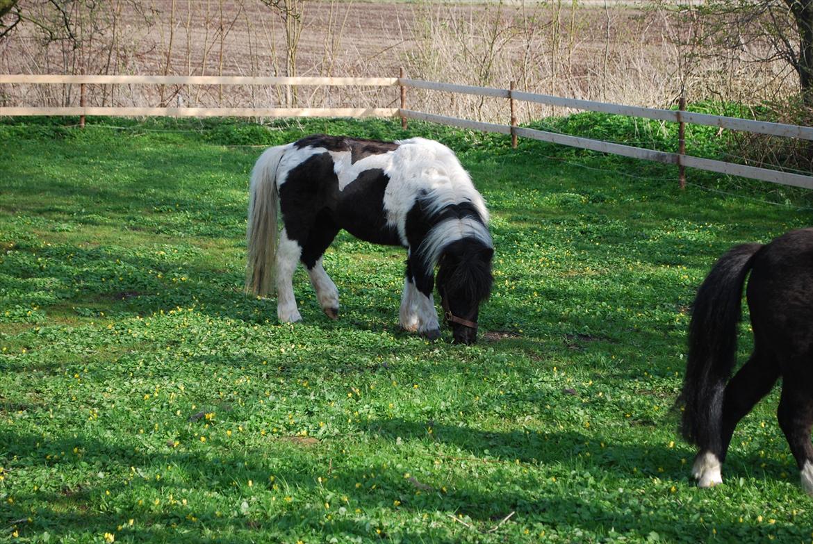 Anden særlig race Bonnie (rescue) billede 5