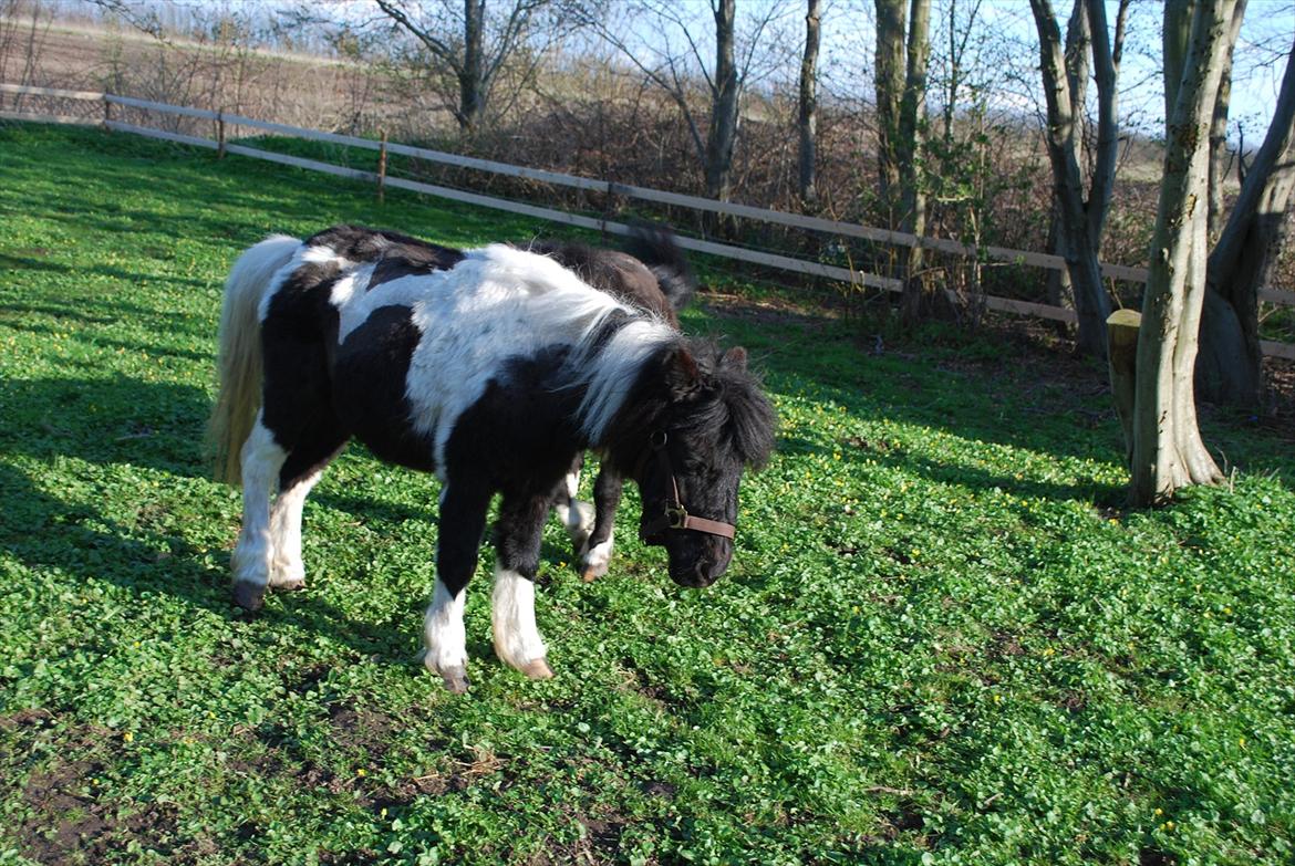 Anden særlig race Bonnie (rescue) billede 6