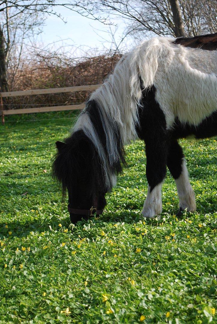 Anden særlig race Bonnie (rescue) billede 10