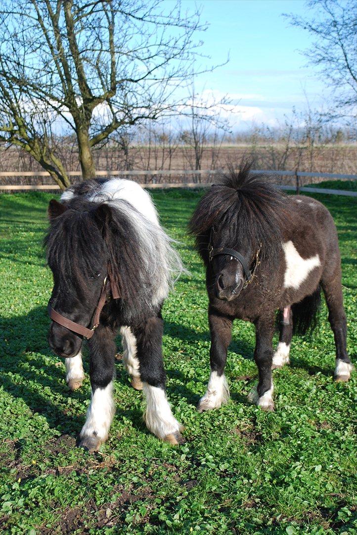 Anden særlig race Bonnie (rescue) billede 11