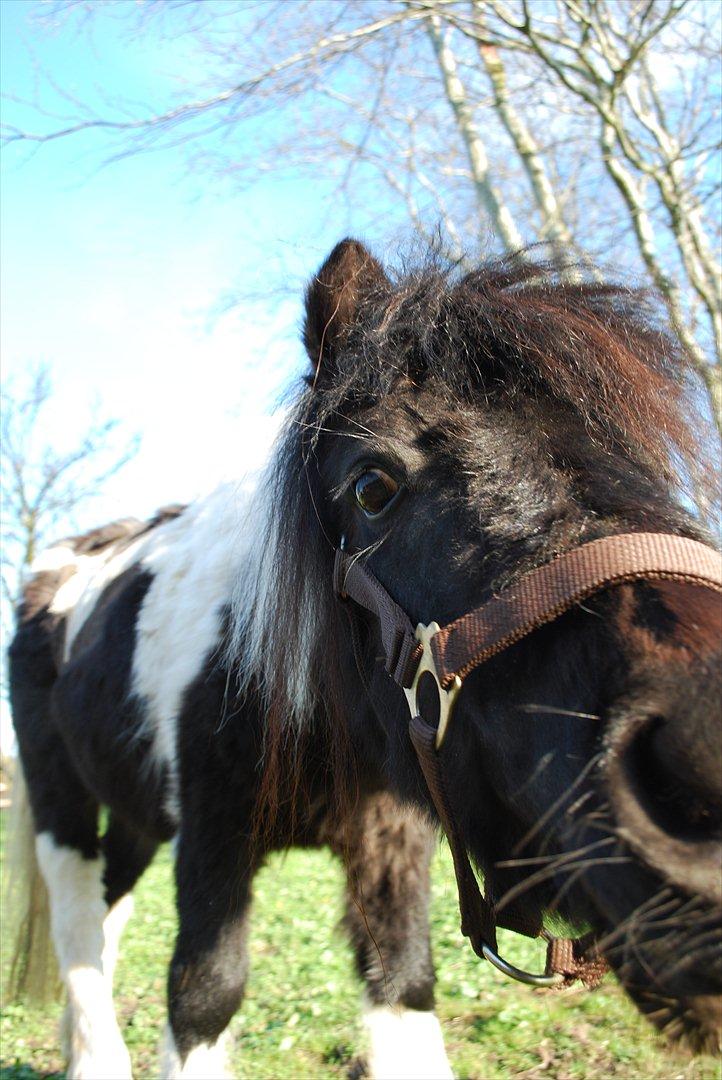 Anden særlig race Bonnie (rescue) billede 13