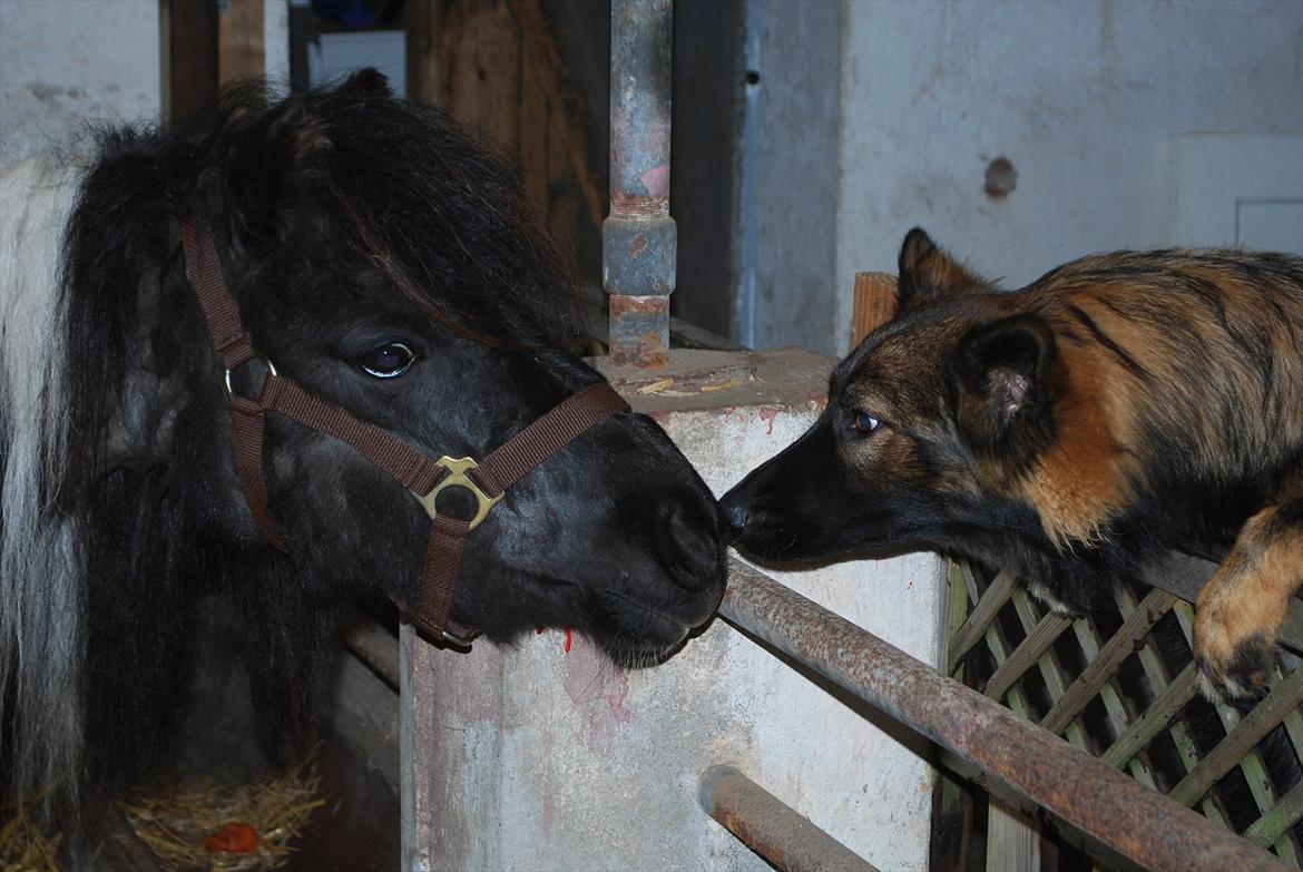 Anden særlig race Bonnie (rescue) billede 15