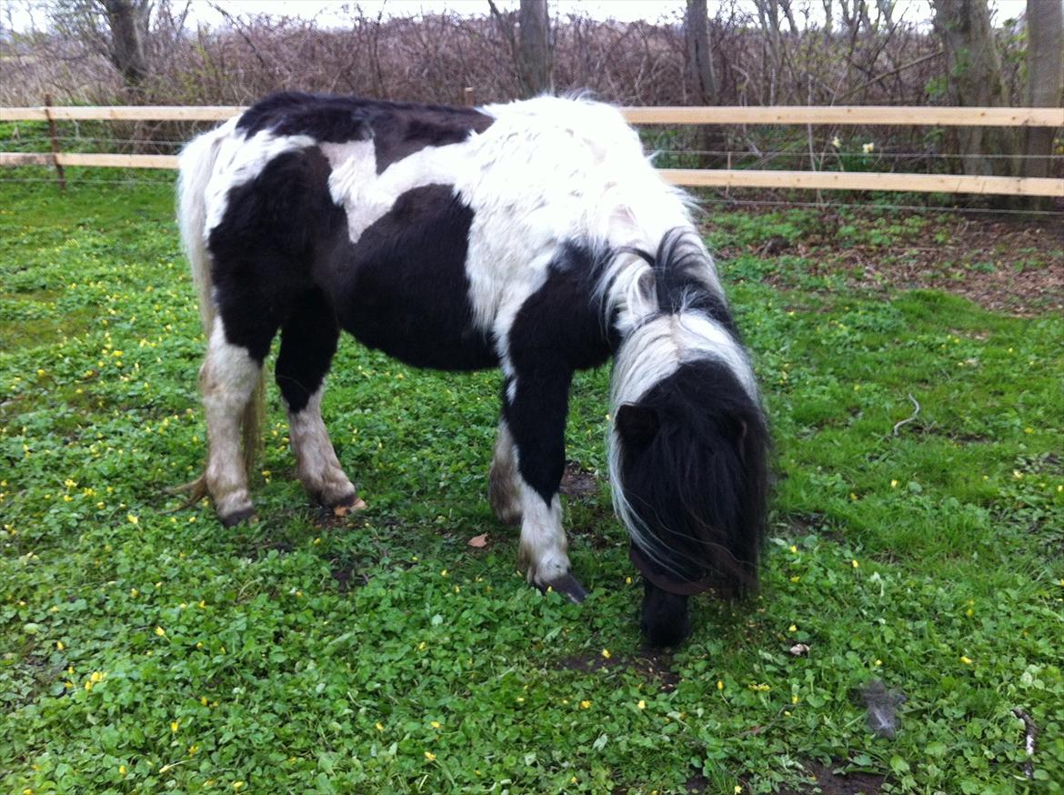 Anden særlig race Bonnie (rescue) billede 18