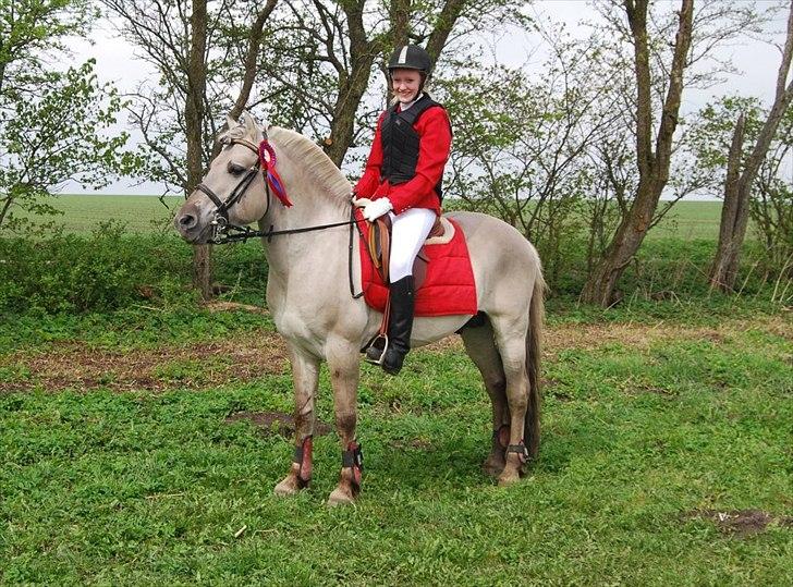 Fjordhest Hashagen's D-Mark - Fejlfri i 50cm, til Stævne d. 22/4-12 på RIR.. :D billede 7