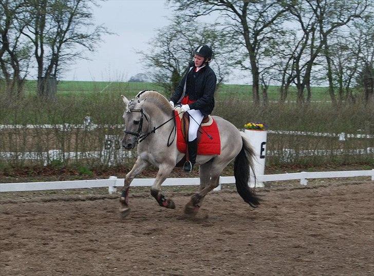 Fjordhest Hashagen's D-Mark - Opvarmning til springstævne d. 22/4-12 på RIR :-). billede 5