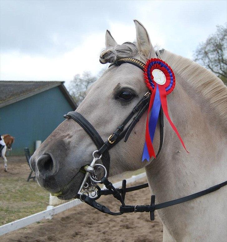 Fjordhest Hashagen's D-Mark - Fejlfri i 50cm, til Stævne d. 22/4-12 på RIR.. :D billede 6