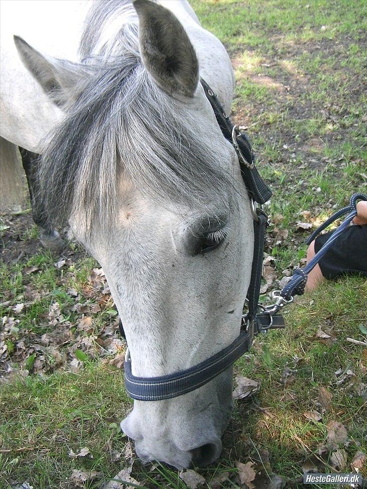 Anden særlig race Stella  - den lille tåre som ingen ser 
falder altid når andre ler 
men selvom den falder tyst til jord 
betyder den mere end 1000 ord 

et kors 

et hjerte 

et anker 

du vil altid være i mine tanker stella.. billede 18