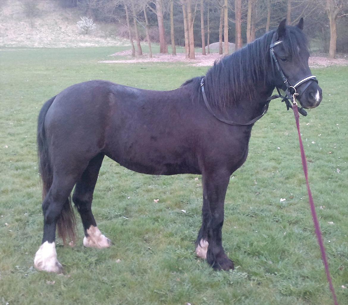 Welsh Pony af Cob-type (sec C) Queen Gabbi - SOLGT - billede 10