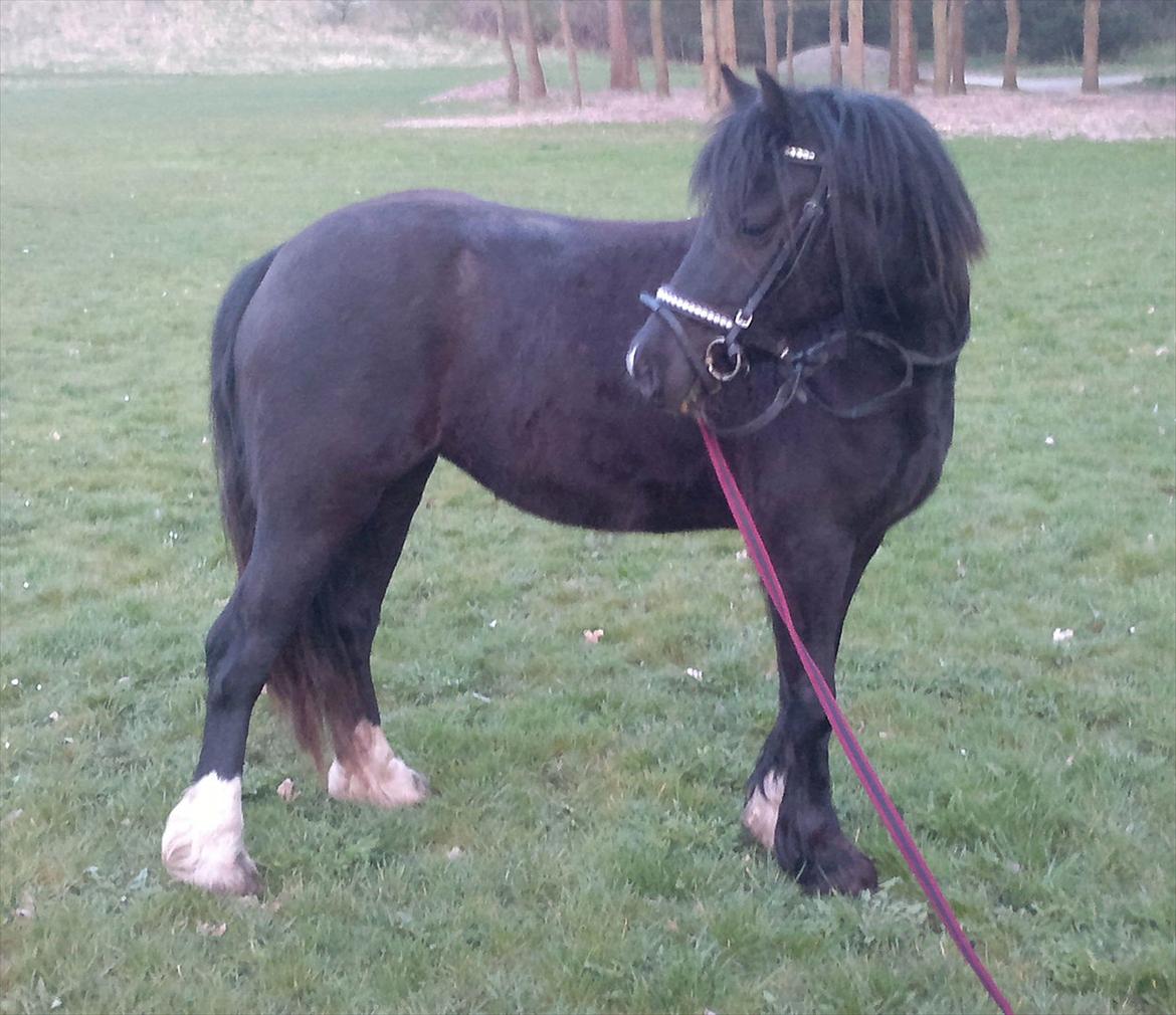 Welsh Pony af Cob-type (sec C) Queen Gabbi - SOLGT - billede 1