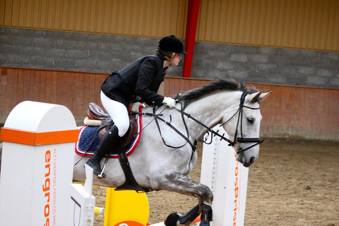 Hannoveraner Garantino 2000 - Tino og jeg i Øresunds cup'en, fejlfri begge faser, lå til plac. indtil næst sidste rytter, men Tino var super sej :) billede 3