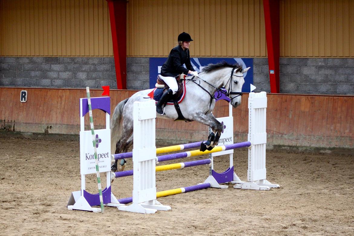 Hannoveraner Garantino 2000 billede 10