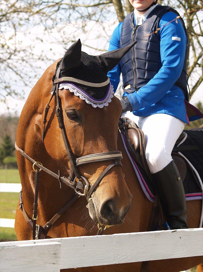 Hollandsk Varmblod Ruby's ursella - Velkommen til ulle!<3 billede 1