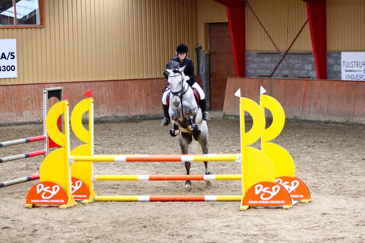 Hannoveraner Garantino 2000 - På HIS 0 fejl 1 uplac. billede 15