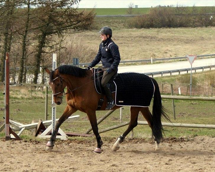 Hollandsk Varmblod Ruby's ursella - camilla og ulle dressur! billede 9