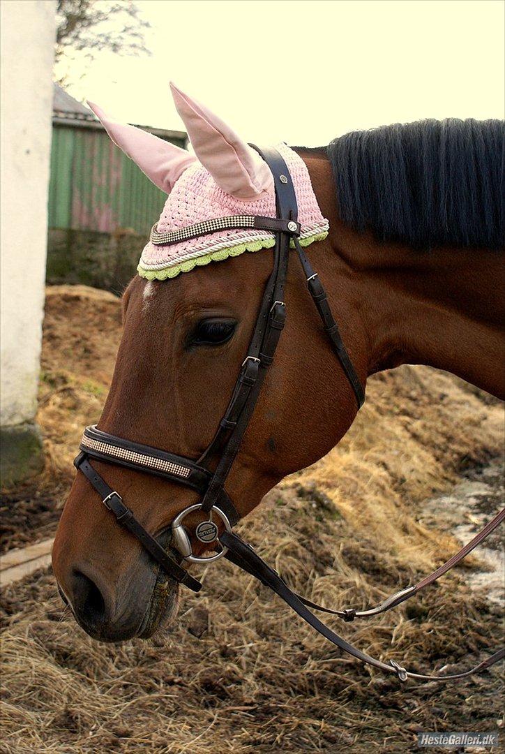 Hollandsk Varmblod Ruby's ursella - smukke ulle'hest!<3 billede 5