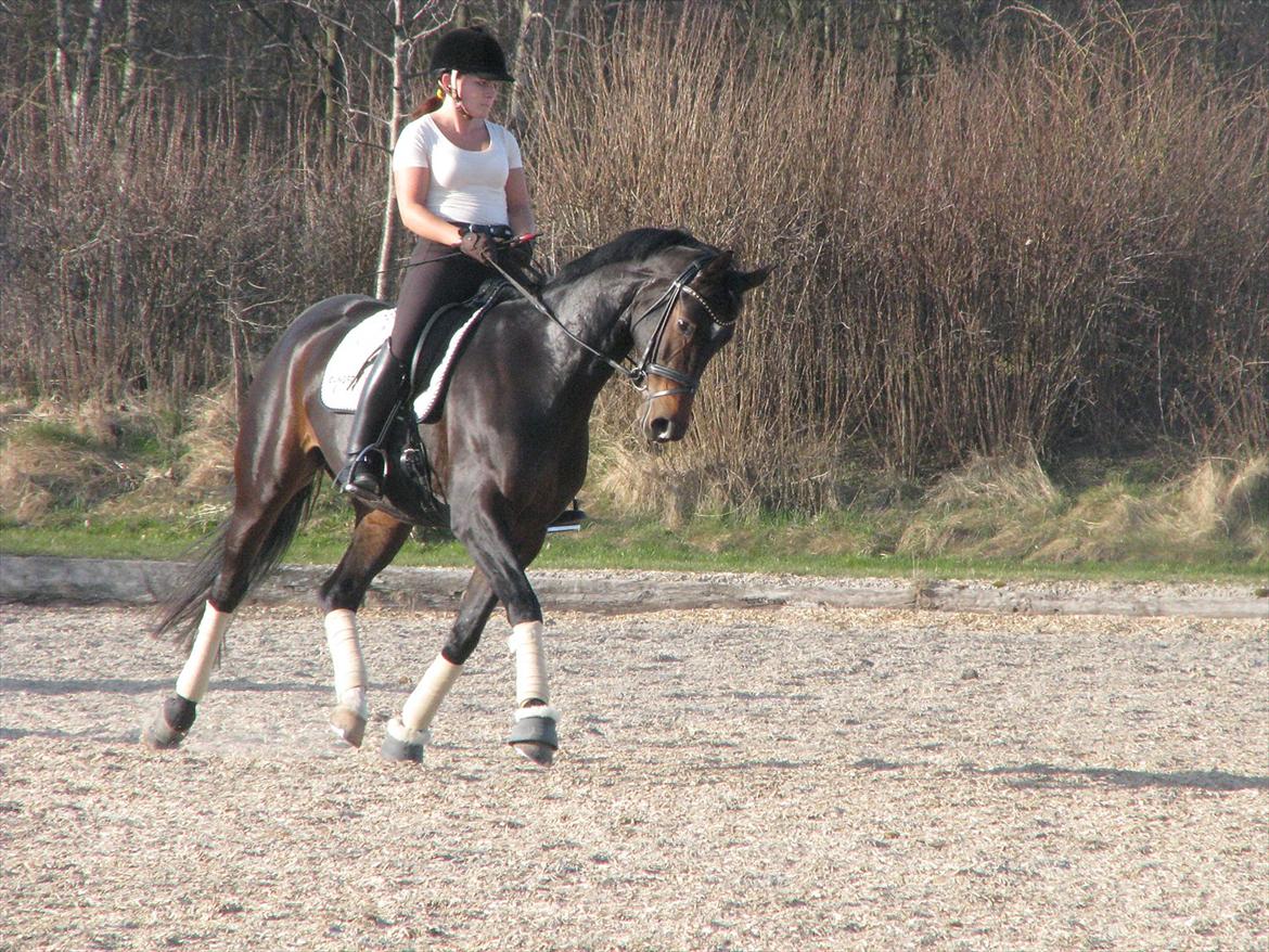 Dansk Varmblod Herizcha Grønvang BRDH billede 7