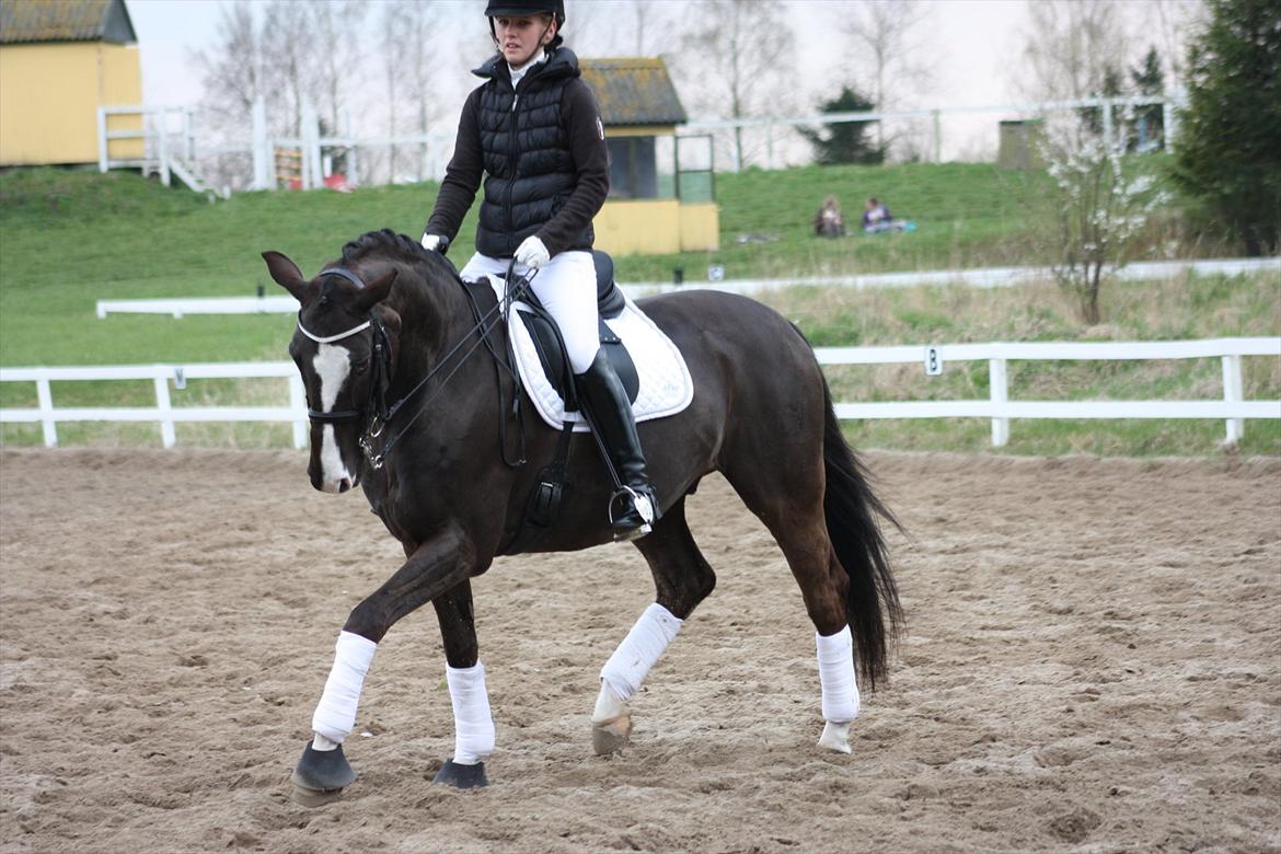 Dansk Varmblod Kastaniegården Charleston - Opvarmning til mb0.  billede 11