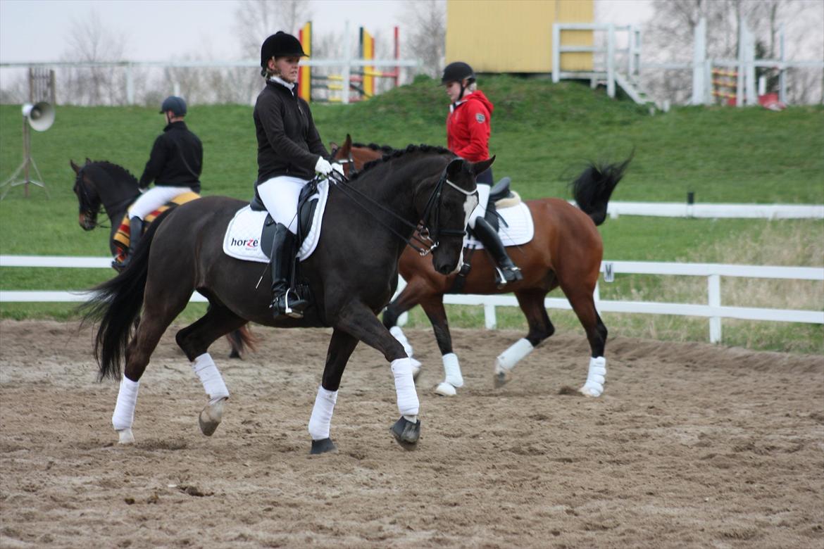 Dansk Varmblod Kastaniegården Charleston - Opvarmning til mb0. Jeg elsker den hest<3 billede 12
