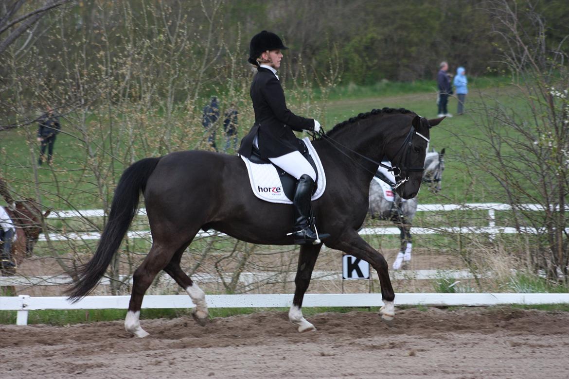 Dansk Varmblod Kastaniegården Charleston - Mb0 til 63,5% billede 13